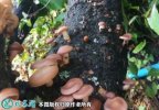 2021年7月18日野生香菇价格行情...