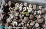 2021年7月18日808香菇价格行...