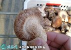 2021年7月18日0912香菇价格...