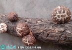 2021年7月18日椴木菇价格行情、...