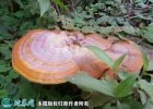 2021年7月18日黄灵芝价格行情、...