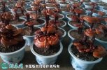 2021年7月18日人工灵芝价格行情...