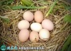 2021年7月18日土鸡蛋价格行情、...