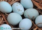 2021年7月18日绿壳鸡蛋价格行情...