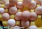 2021年7月18日粉蛋价格行情、今...