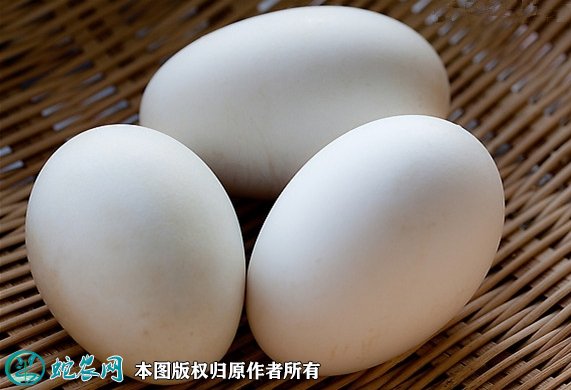 2021年7月19日鹅蛋价格行情、今日各种鹅蛋多少钱一个?