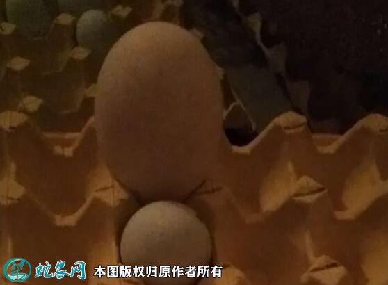 2021年7月19日狮头鹅蛋价格行情、今日狮头鹅蛋多少钱一个?