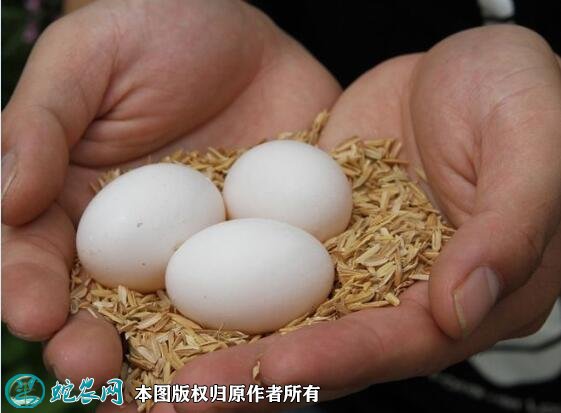 2021年7月19日白鸽蛋价格行情、今日白鸽蛋多少钱一个？