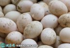 2021年7月19日白鸭蛋价格行情、...