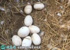 2021年7月19日土鹅蛋价格行情、...