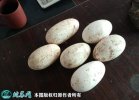 2021年7月19日大三花鹅蛋价格行...
