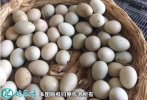 2021年7月19日桂花雀蛋价格行情...