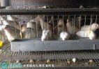 2021年7月19日白羽鹌鹑蛋价格行...
