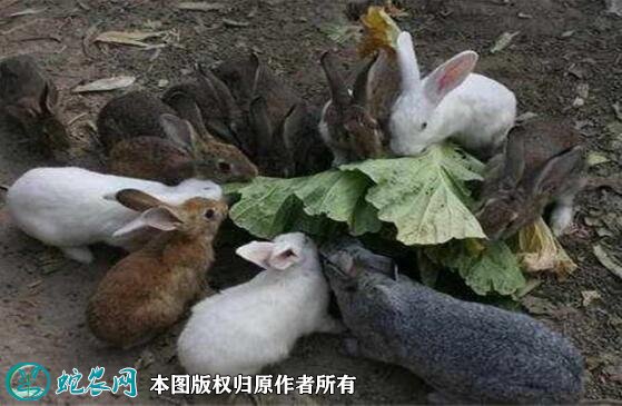 养兔的方法