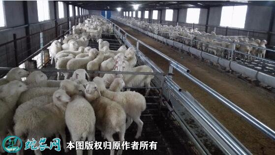 养羊的利润？