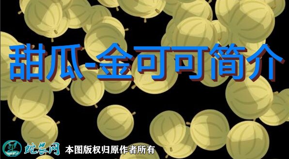 甜瓜新品种：金可可简介