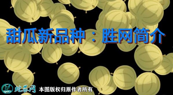 甜瓜新品种：胜网简介
