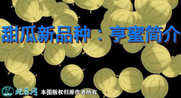 甜瓜新品种:亨蜜简介