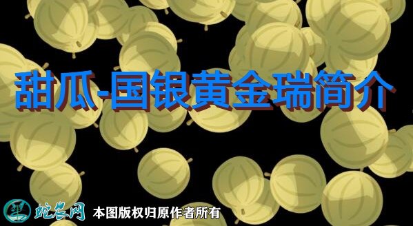 甜瓜新品种：国银黄金瑞简介