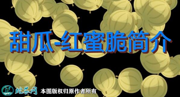 甜瓜新品种：红蜜脆简介