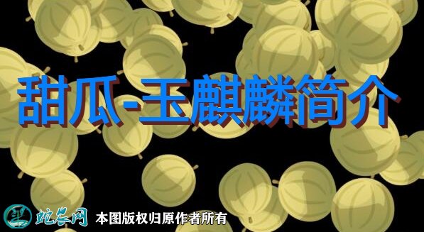 甜瓜新品种:玉麒麟简介