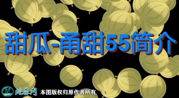 甜瓜新品种：甬甜55简介