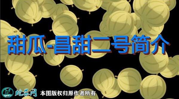 甜瓜新品种：昌甜二号简介