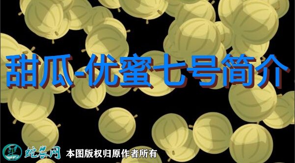 甜瓜新品种:优蜜七号简介