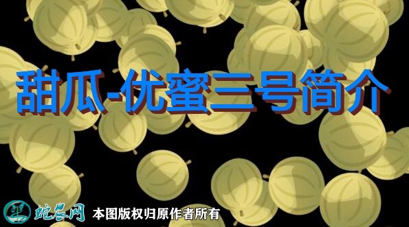 甜瓜新品种：优蜜三号简介