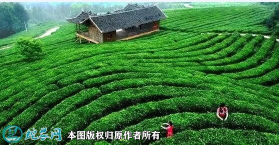 广西农业