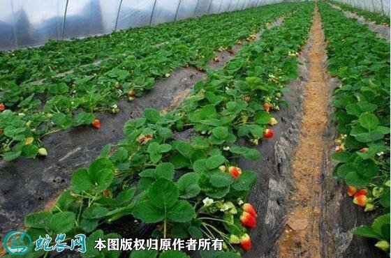 草莓的种植方法及时间