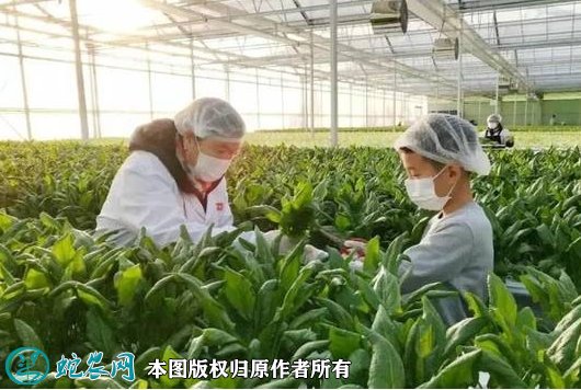 关于加强农业科技服务答复