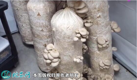 自己种蘑菇