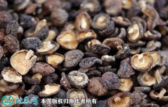 香菇脱水干制