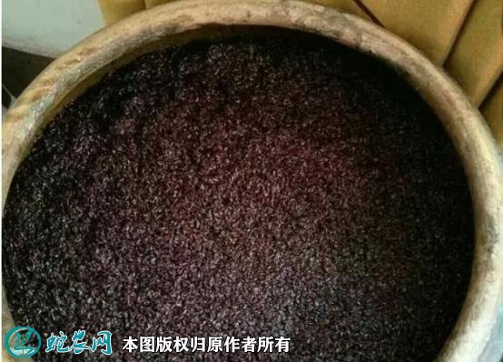 苦菜黑糯米酒加工方法