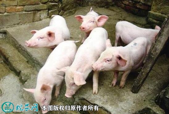 农村养猪贷款政策
