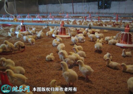 肉鸡养殖全程技术图3