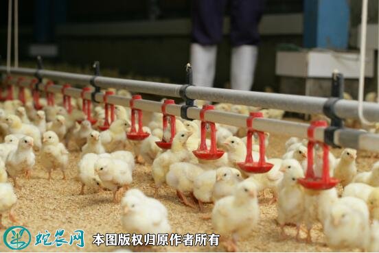 肉鸡养殖全程技术图4