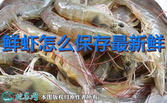 鲜虾怎么保存为最新鲜？