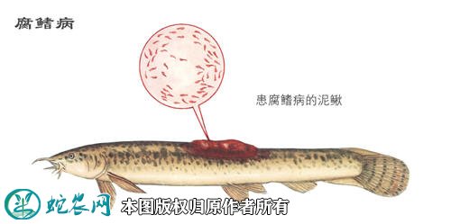 养殖泥鳅怎么养图4