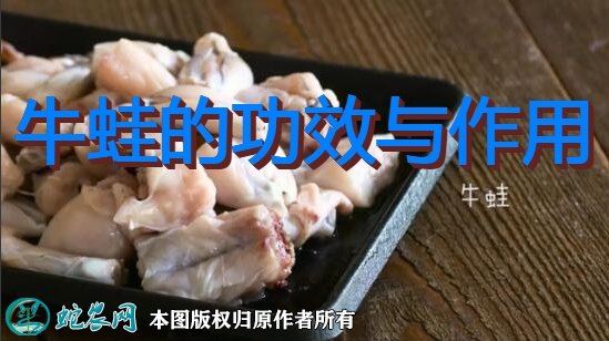 牛蛙的功效与作用