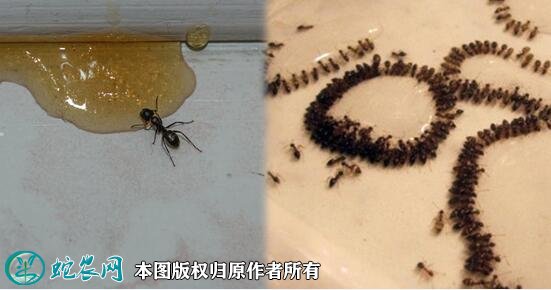 家里有黑蚂蚁怎么回事