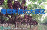 葡萄的种植技术、葡萄种植的六大误区！