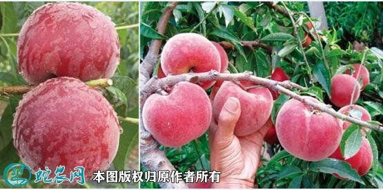 中国最甜的桃子？