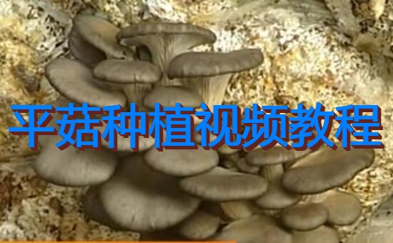 平菇种植视频教程
