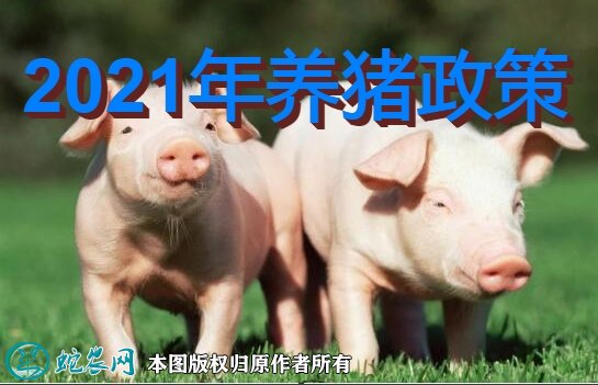 2021年养猪政策