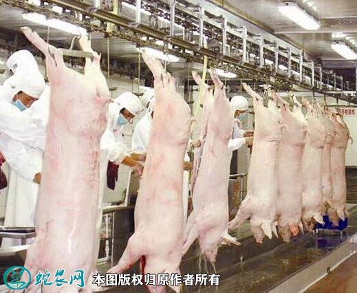 2021年生猪屠宰管理新修订、规范生猪屠宰进一步加强！