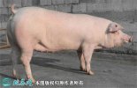 2021年8月14日长白猪生猪价格行...