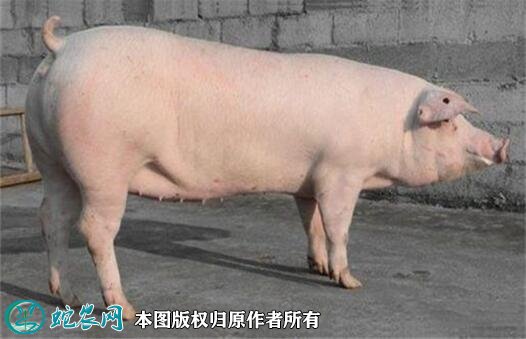 2021年8月14日长白猪生猪价格行情、今日长白猪多少钱一斤？
