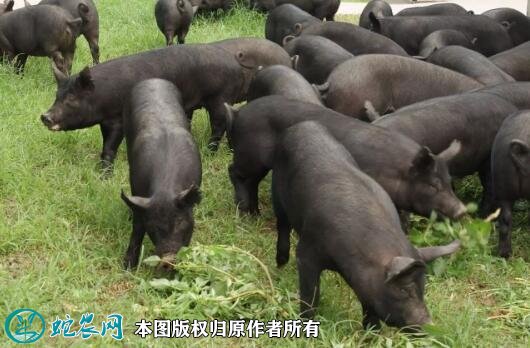 2021年8月14日黑猪生猪价格行情、今日黑猪多少钱一斤？
